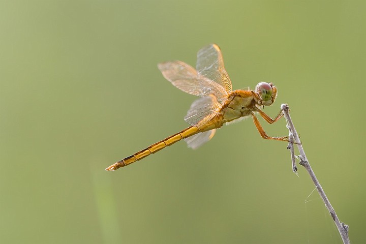 Unbekannte Libelle